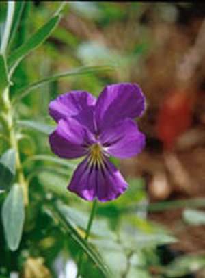  Image name: viola4.jpg 
 width: 300 pixel 
 height: 406 pixel 
 Size: 22641 bytes 
 Click to enlarge 